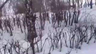 Басенджи Венди гуляет в парке . Basenji walks in the park Басенджи Венди гуляет в парке . Basenji walks in the park