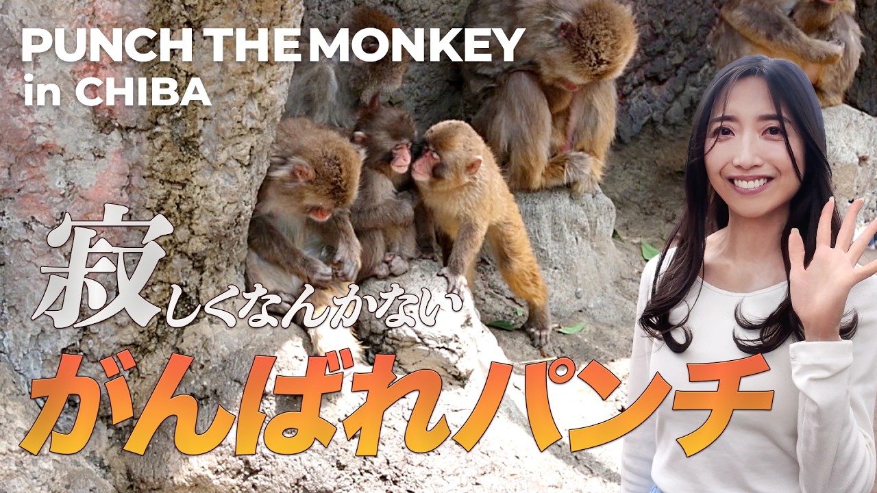 Go for it, Punch-kun Vlog] A Change of Heart for Punch-kun!? A New