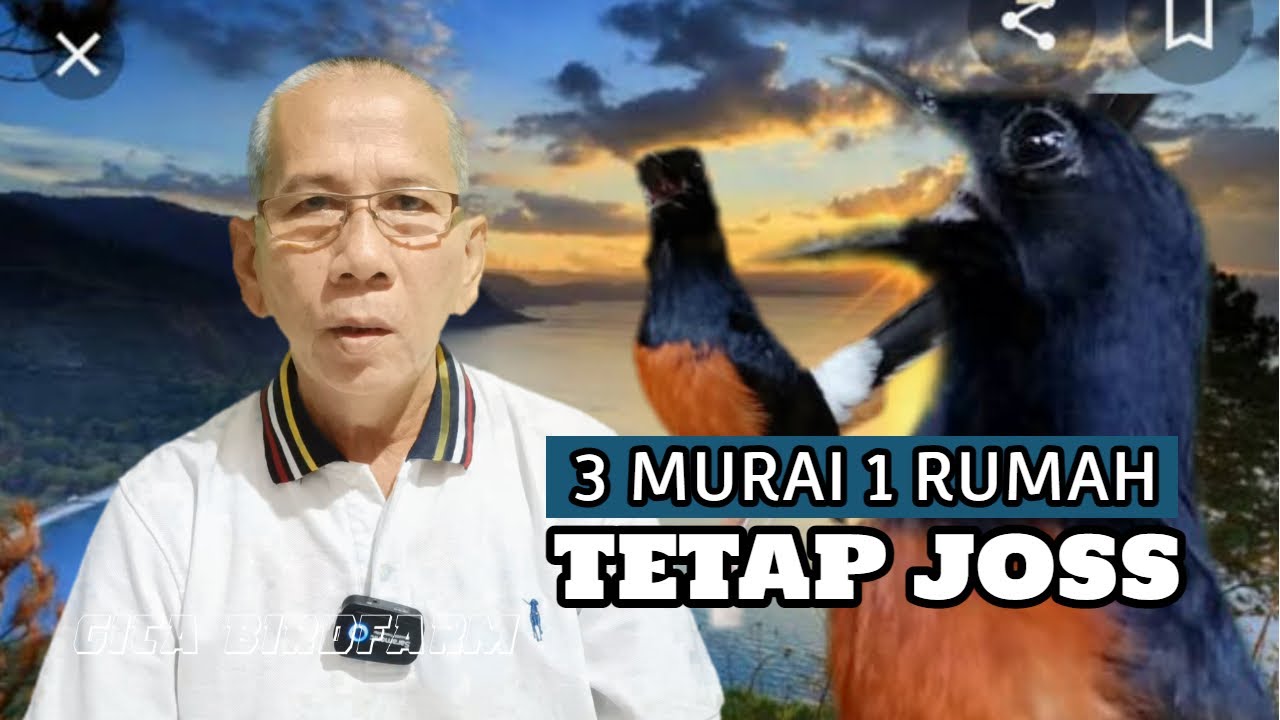 MERAWAT 3 MURAI SATU RUMAH