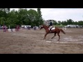 Stony River - CA Eventing - Show Jumping