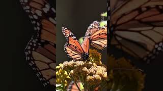 Planting #milkweed for #monarch #butterflies