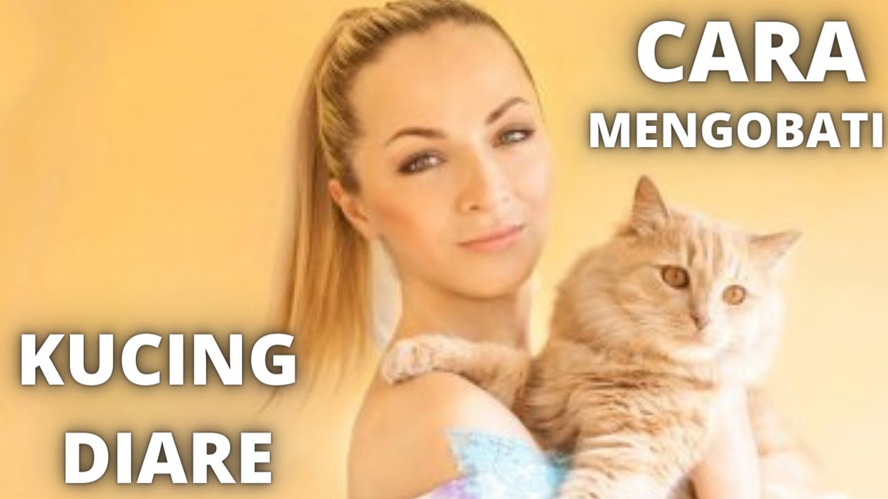 KUCING DIARE: Cara Mengobati Kucing Diare 