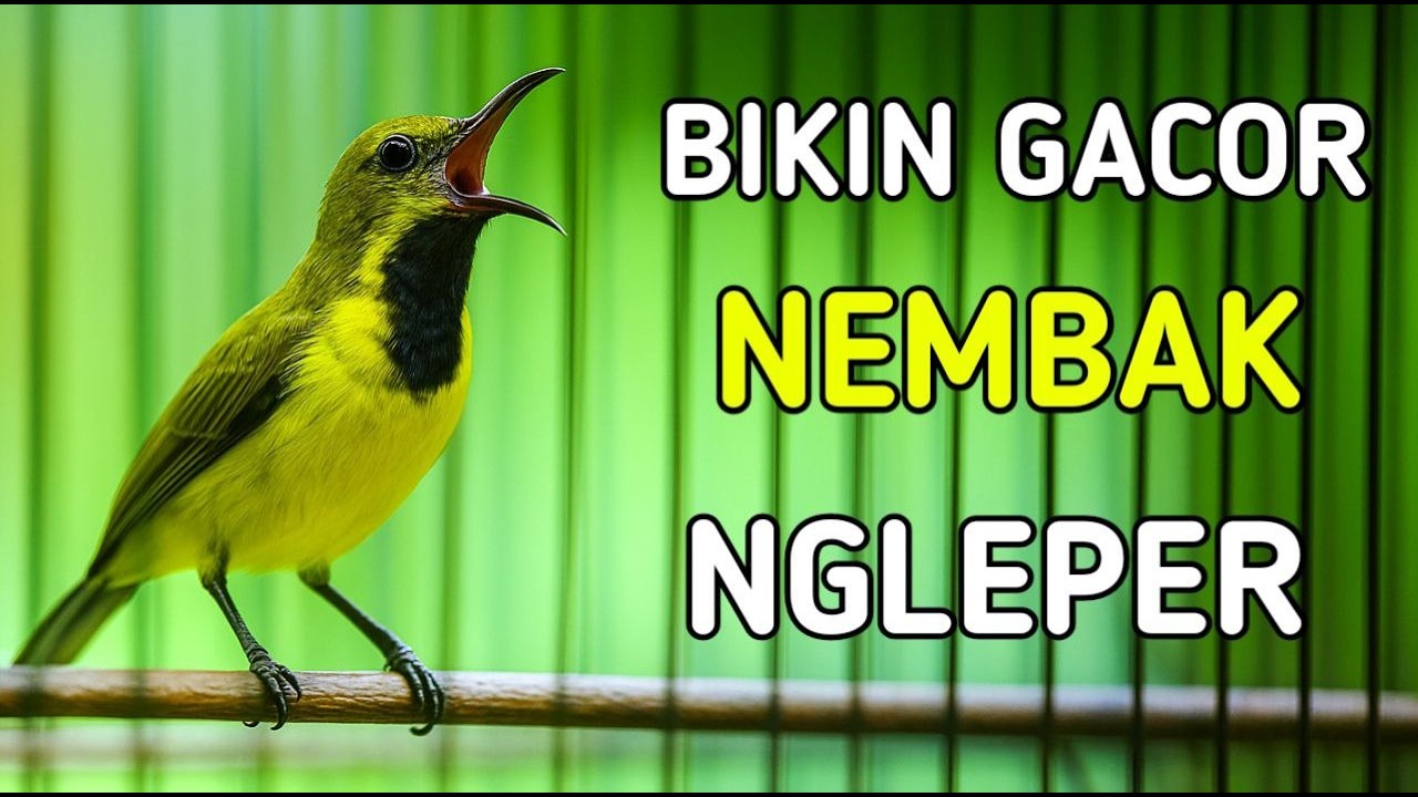 Pancingan sogon ampub bikin nembak ngleper seketika, sogon lokal gacor