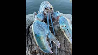 Blue lobster pop up meme