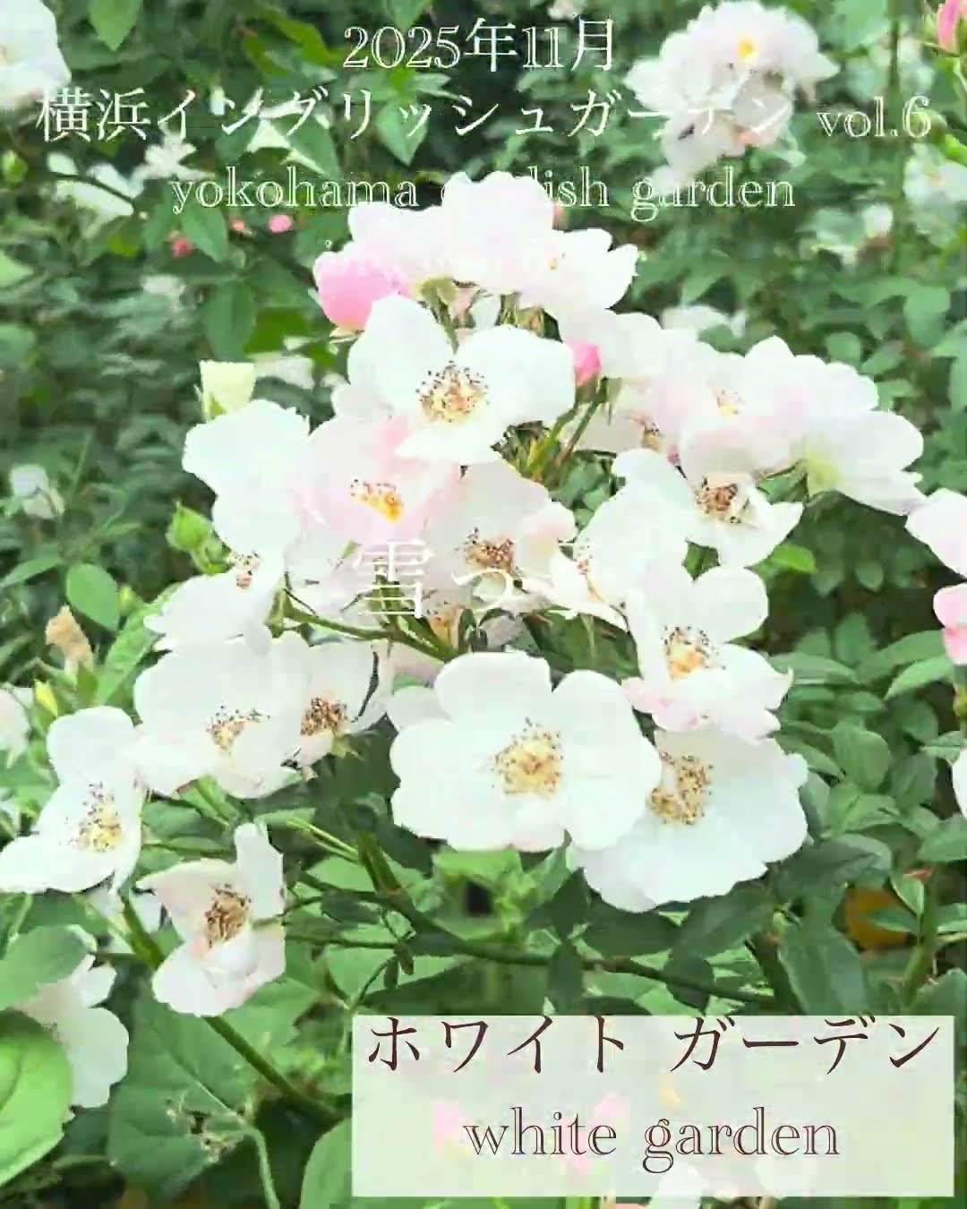 上品❢ホワイトガーデンとラブラドライトのバラのブレス❥ November 2025 Yokohama English Garden vol.6] White Garden - YouTube