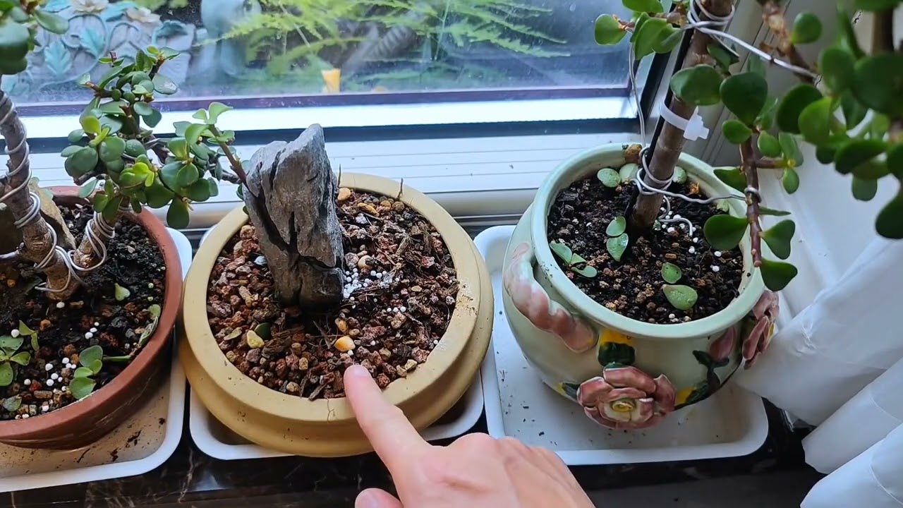 冬天如何给花卉植物浇水？ 