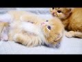 【マンチカン4兄妹】白タイツの子猫と遊んでいたら ~pretty kittens and elder sisters~