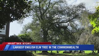 Largest English Elm Tree in the Commonwealth