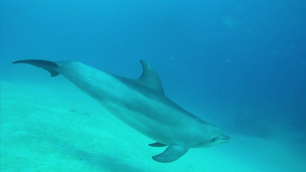 PLONGER AVEC LES DAUPHINS A MAYOTTE