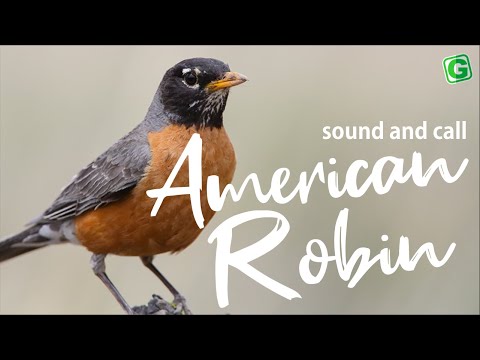 American Robin Bird