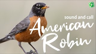 American Robin Bird Sound, Bird Song, Bird Call, Bird Calling, Chirps, American Robin Chirping