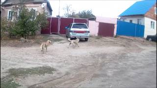 Собаки Собаки