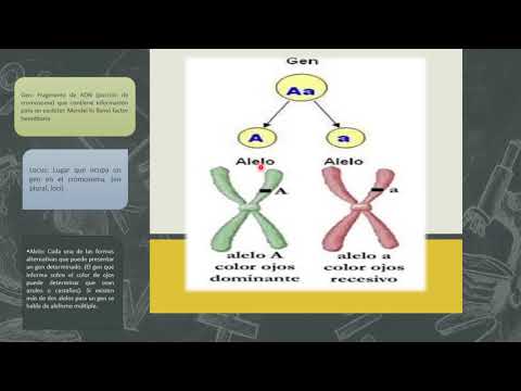 Vídeo: Diferencia Entre Genética Clásica Y Moderna