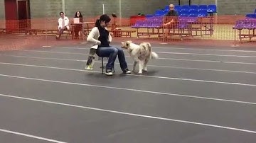 Mauro (Leonidas from let