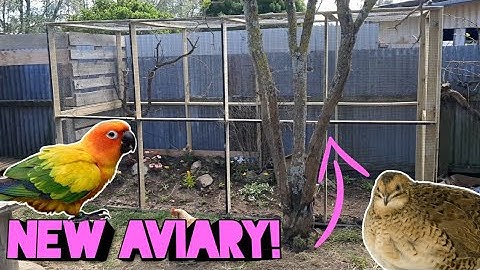 *NEW* Aviary build!! How To Build A Quail Aviary Pt 1