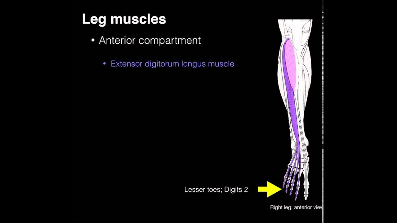 compartments of leg muscles
