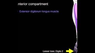 Anterior compartment leg muscles