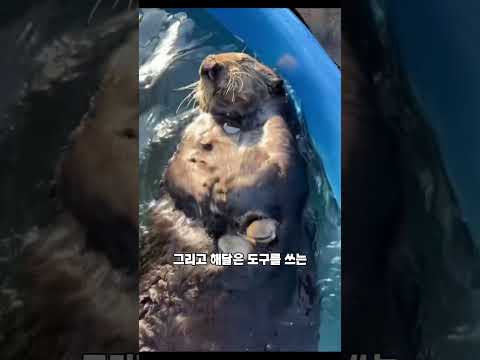 손 잡고 자는 동물이 있다고?