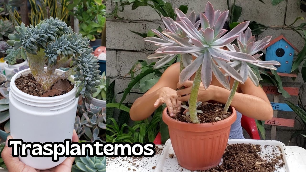 Trasplantando  Suculentas y separando LAS crestadas