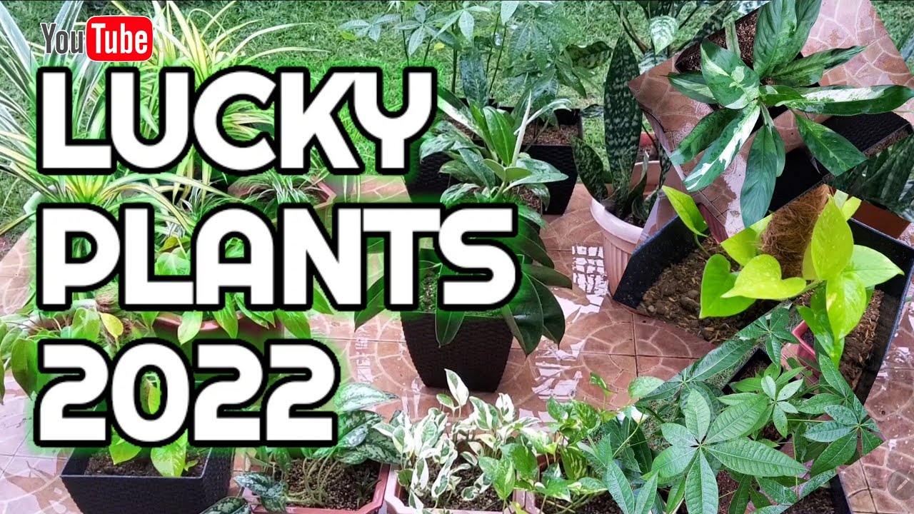 LUCKY PLANTS FOR 2022 FENG SHUI PLANTS 2022 MASWERTENG HALAMAN 2022