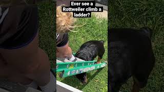 Have You Seen A Rottweiler Climb An Extension Ladder? This Dogs Nuts😱☠️😭😭