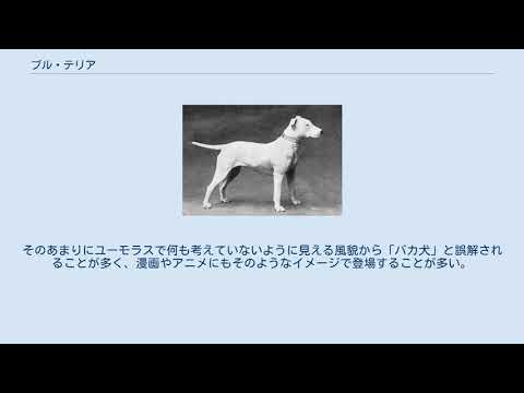 ブル テリア Youtube