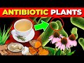 12 medicinal plants with natural antibiotic effects backed by science