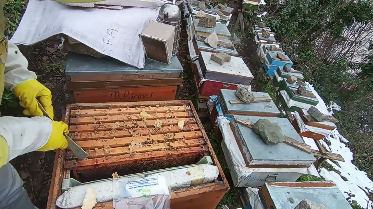 Genel koloni kontrolleri ...#beekeeping #honey 