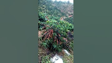 cà phê Đắk Nông