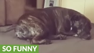 Sleeping dog wags tail during happy dream