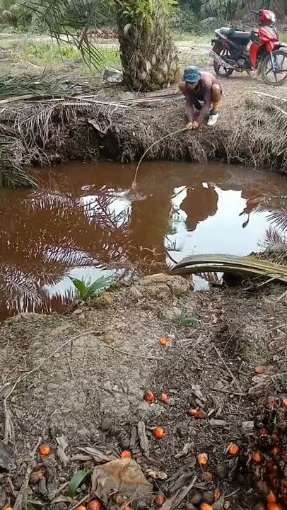 mancing di kebun sawit baru kali ini dapat ikan besar warna kuning Aneh 🙏🙏