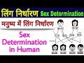 Genetics in hindi  human genetics  gender determination in human  biology science sk