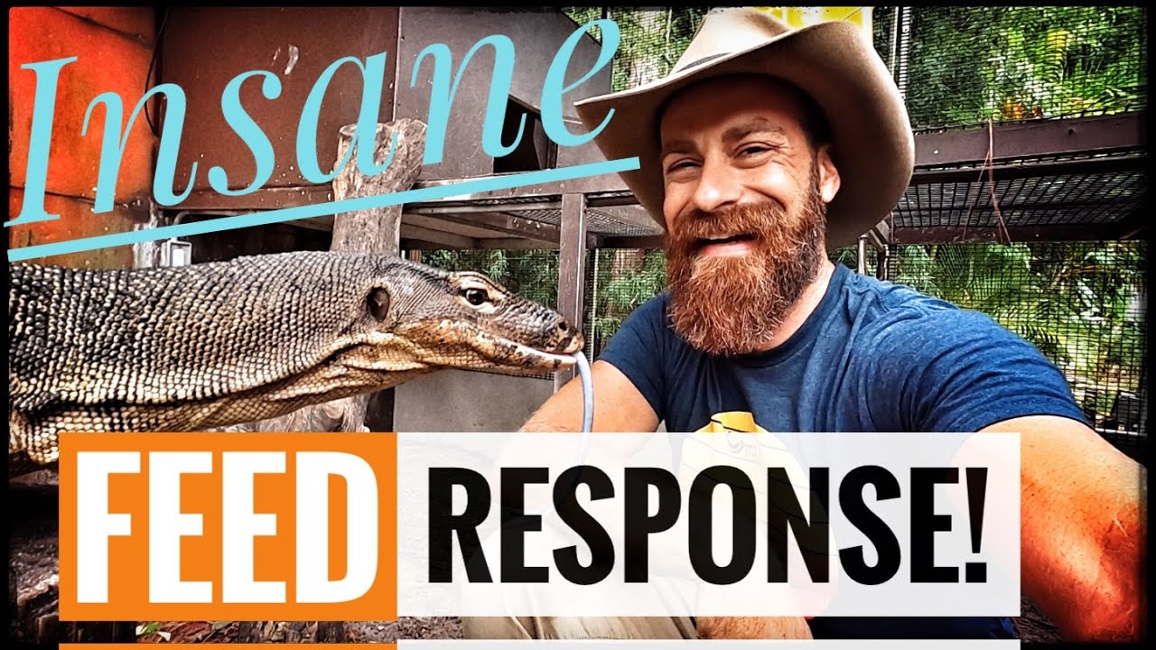 Feeding all of my Carnivores! (Snakes & Lizards) - YouTube