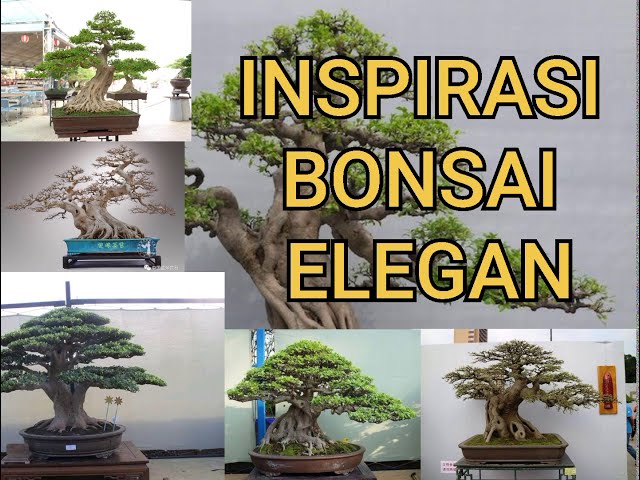 Inspirasi Bonsai Elegan (ficus elegant) class=