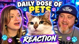 THIS CAT WAS NOT READY... 💀 He Couldn't Contain His Excitement | Daily Dose Of Pets Reaction