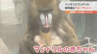 かわいい赤ちゃん誕生ラッシュ　オウサマペンギンにマンドリル　愛知・豊橋市の総合動植物公園「のんほいパーク」(2022/9/18)