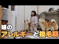 やって来た換毛期始めと、娘にアレルギー症状が出たので病院へ