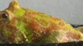 Pacman Frog Has Live Frog Inside