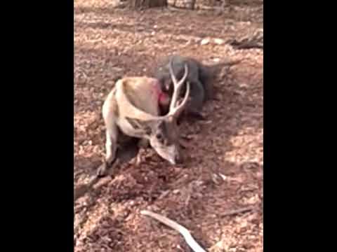 Komodo dragon eating a deer alive