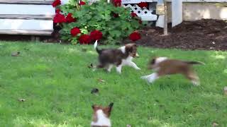 Shetland Sheepdog Puppies For Sale