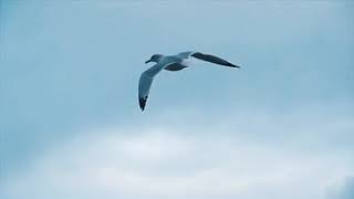 Yeni Bafra Tanıtım 