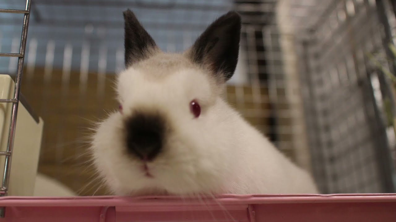 ネザーランドドワーフ ヒマラヤンの男の子 Youtube