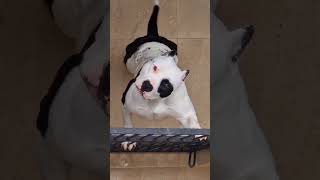 hathyar amit saini | American Pitbull American bully xxl #viral #pitbull #bullymagazine #bullypedia