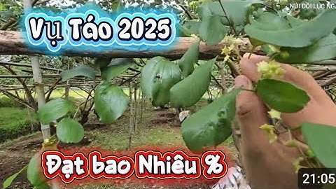 TÁO ĐẠT MÙA BAO NHIÊU PHẦN TRĂM I NÚI ĐỒI LỤC NGẠN