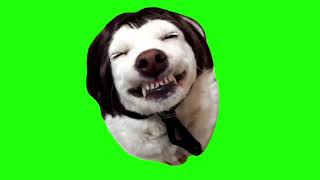 Laughing Dog With Cheesy Smile Meme Green Screen