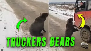 Truckers Pause to Feed Wild Bears