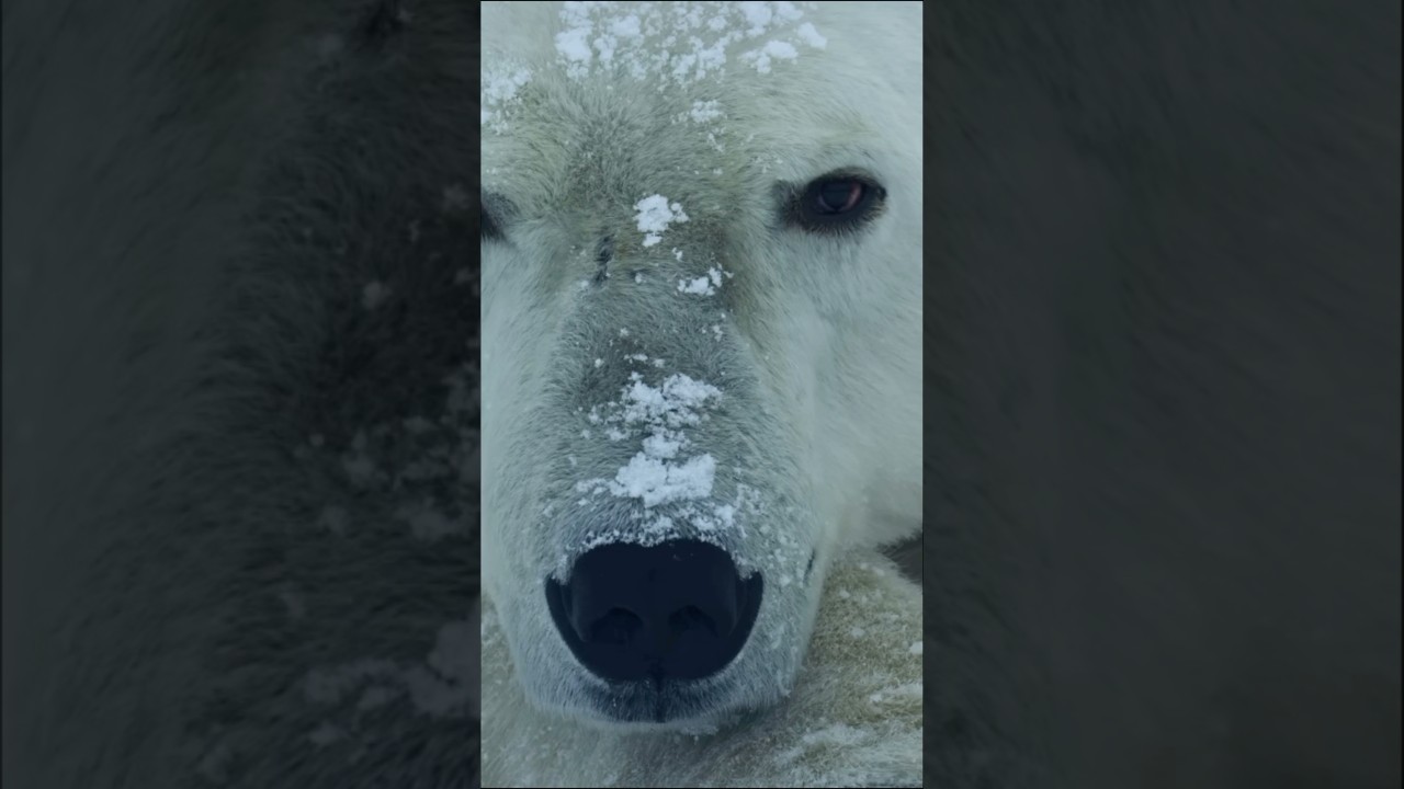 Polar bear si tangguh yang menyeramkan #alam #fakta #faktaunik #wild #hewan #polarbear #beruang