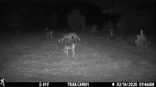 Texas Trail Cam Videos #1