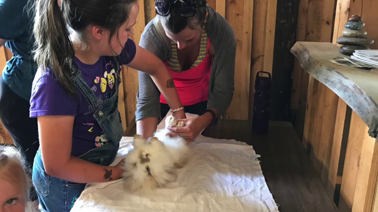 Western Michigan Fair rabbit and poultry clinic 2019