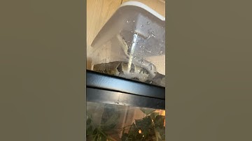 Do you have stuck shed??? 3 ways to help your ball python!!